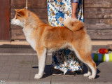 1 chien Akita Inu LOF n&eacute; en mai 2024 disponible &agrave; la vente