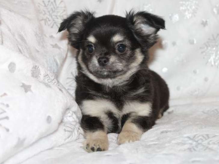 2 chiots mâles Chihuahuas LOF à vendre