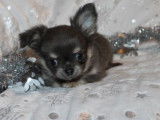 2 chiots mâles Chihuahuas LOF à vendre