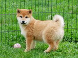 1 chiot femelle Shiba Inu LOF disponible &agrave; la vente