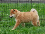 1 chiot femelle Shiba Inu LOF disponible &agrave; la vente