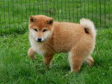 1 chiot femelle Shiba Inu LOF disponible &agrave; la vente