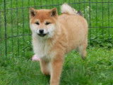 1 chiot femelle Shiba Inu LOF disponible &agrave; la vente