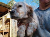 Chiot m&acirc;le Setter Anglais LOF lemon disponible &agrave; la vente