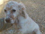 Chiot m&acirc;le Setter Anglais LOF lemon disponible &agrave; la vente