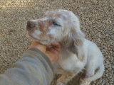 Chiot m&acirc;le Setter Anglais LOF lemon disponible &agrave; la vente