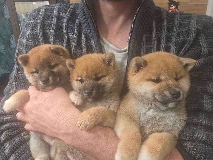 2 chiots Shiba Inus LOF nés en octobre 2025 à vendre