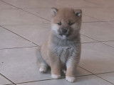 2 chiots Shiba Inus LOF nés en octobre 2025 à vendre