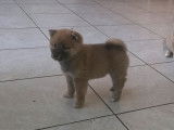 2 chiots Shiba Inus LOF nés en octobre 2025 à vendre