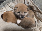 2 chiots Shiba Inus LOF nés en octobre 2025 à vendre