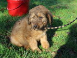 Chiot femelle Briard LOF n&eacute;e en octobre 2025, couleur fauve, disponible &agrave; la vente
