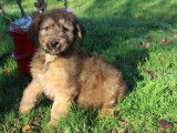 Chiot femelle Briard LOF n&eacute;e en octobre 2025, couleur fauve, disponible &agrave; la vente