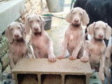 6 chiots Braques de Weimar LOF n&eacute;s en septembre 2025 disponibles &agrave; la vente