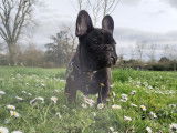 M&acirc;le Bouledogue Fran&ccedil;ais disponible pour saillie