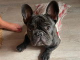M&acirc;le Bouledogue Fran&ccedil;ais disponible pour saillie