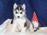 &Agrave; r&eacute;server, 7 chiots Huskies de Sib&eacute;rie LOF n&eacute;s en octobre 2025