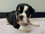 Chiots Bouledogue Anglais &agrave; vendre