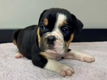 Chiots Bouledogue Anglais &agrave; vendre