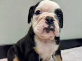 Chiots Bouledogue Anglais &agrave; vendre