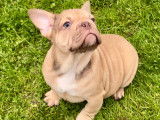 Chiots Bouledogue Fran&ccedil;ais &agrave; vendre