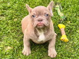 Chiots Bouledogue Fran&ccedil;ais &agrave; vendre