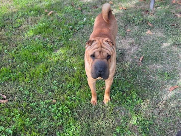 Chien adulte reproducteur Shar-Peï à donner