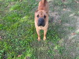 Chien adulte reproducteur Shar-Peï à donner