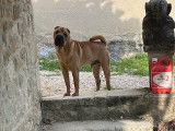 Chien adulte reproducteur Shar-Peï à donner