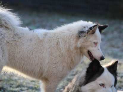 Jeune femelle Laika de Iakoutie &agrave; vendre
