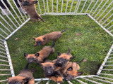 Tr&egrave;s beaux chiots Malinois &agrave; vendre