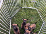 Très beaux chiots Malinois à vendre
