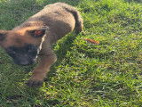 Très beaux chiots Malinois à vendre