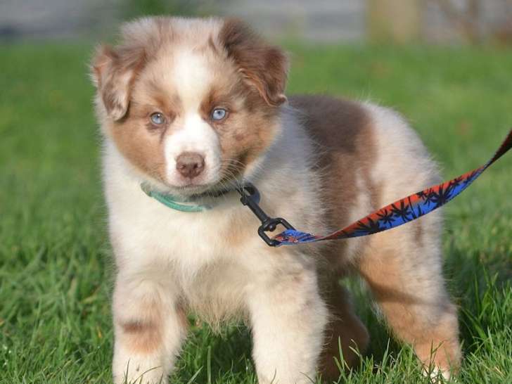 Chiot mâle Berger Américain Miniature LOF né en septembre 2025 à vendre