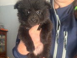 2 chiots femelles Spitz LOF disponibles &agrave; la vente
