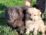 2 chiots femelles Spitz LOF disponibles &agrave; la vente