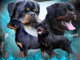 6 chiots Rottweilers LOF &agrave; r&eacute;server