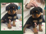 6 chiots Rottweilers LOF à réserver