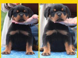 4 chiots Rottweilers LOF disponible