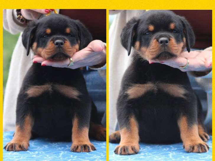 4 chiots Rottweilers LOF disponible