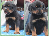 4 chiots Rottweilers LOF disponible