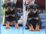 4 chiots Rottweilers LOF disponible