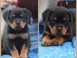 4 chiots Rottweilers LOF disponible