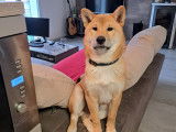 Chiot de race Shiba Inu m&acirc;le &agrave; vendre