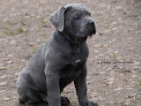 6 chiots Cane Corso LOF n&eacute;s en octobre 2025 disponibles &agrave; vendre