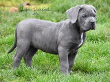 6 chiots Cane Corso LOF n&eacute;s en octobre 2025 disponibles &agrave; vendre