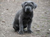 6 chiots Cane Corso LOF n&eacute;s en octobre 2025 disponibles &agrave; vendre