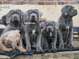 6 chiots Cane Corso LOF n&eacute;s en octobre 2025 disponibles &agrave; vendre