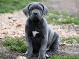6 chiots Cane Corso LOF n&eacute;s en octobre 2025 disponibles &agrave; vendre