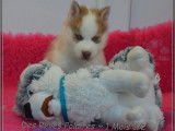 Chiot m&acirc;le Husky de Sib&eacute;rie LOF n&eacute; en octobre 2025 &agrave; vendre