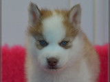 Chiot m&acirc;le Husky de Sib&eacute;rie LOF n&eacute; en octobre 2025 &agrave; vendre